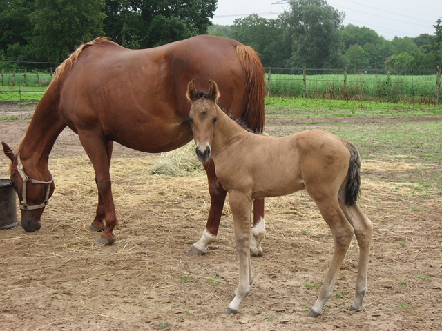 naissance