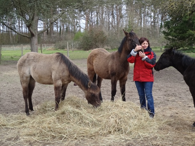 les poulains