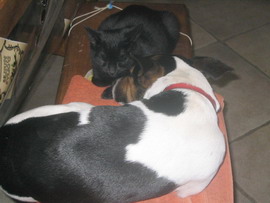 Zhorra et Snoopy