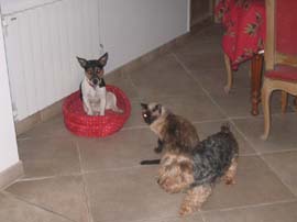 Pilou, Tom et Snoopy