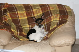 Snoopy