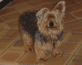 Pilou