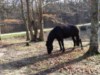 les chevaux  l'attache