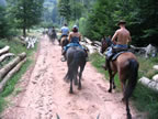 Equirando 2006 Alsace