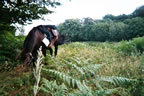 rando Loiret 2004