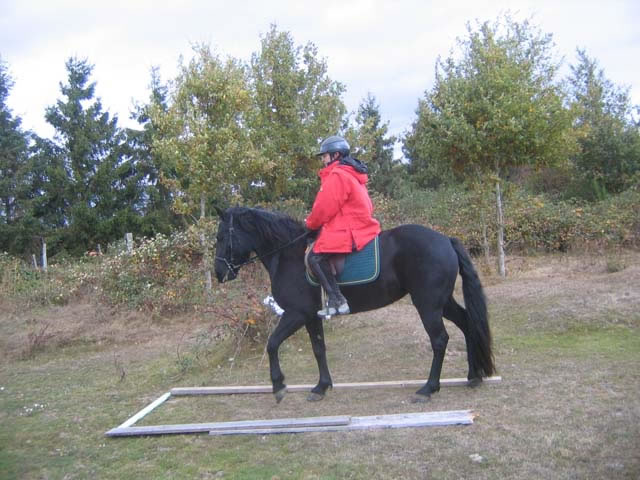 foret_orleans
