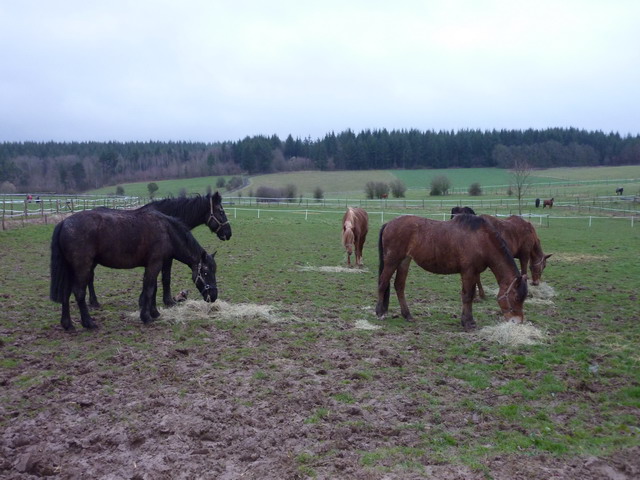 Egriselle Mars 2010